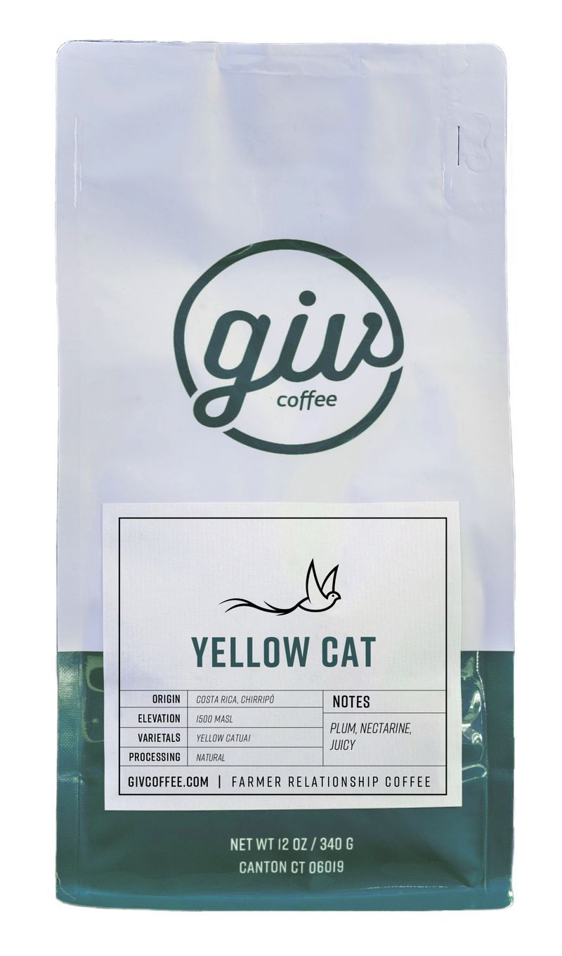 Yellow Cat